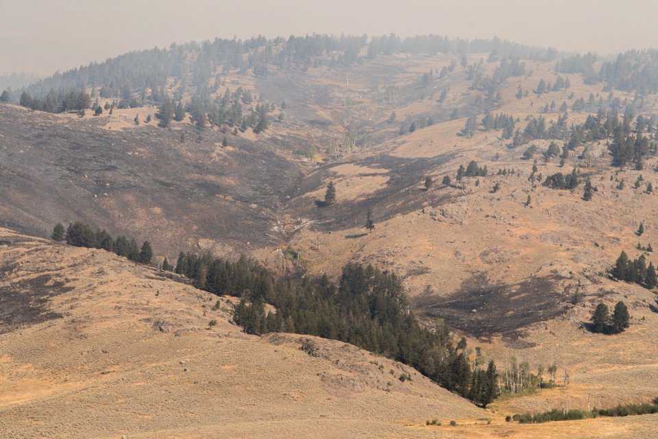 Burned area from Buffalo Fire above Slough Creek
