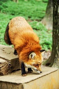 Animal fox cute photo