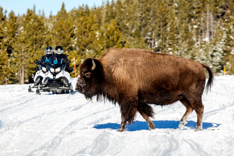 A bison Crosses the Road in Front of Two Snowmobilers