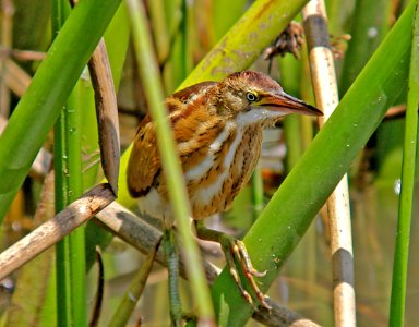 179 - LEAST BITTERN (7-22-04) cloisters, morro bay, sloco, ca (1) photo