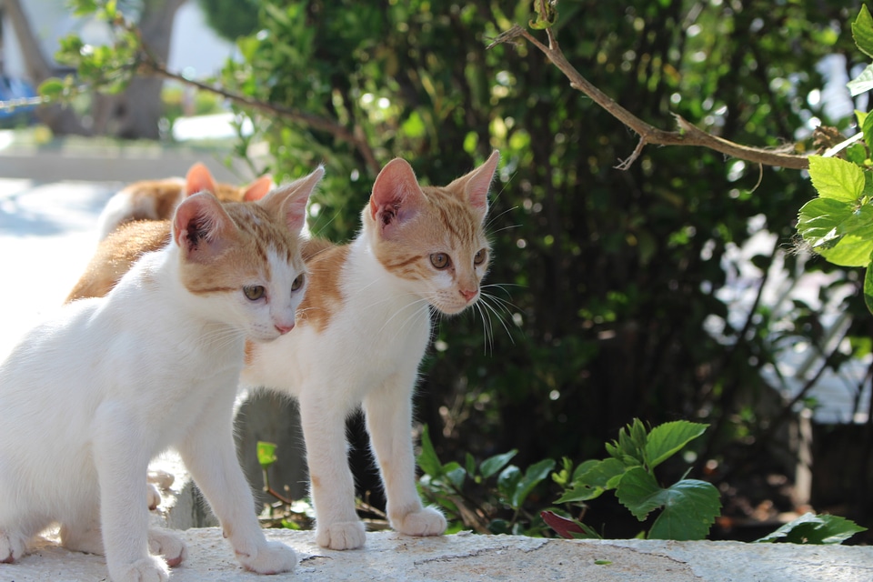 Kitty white pet