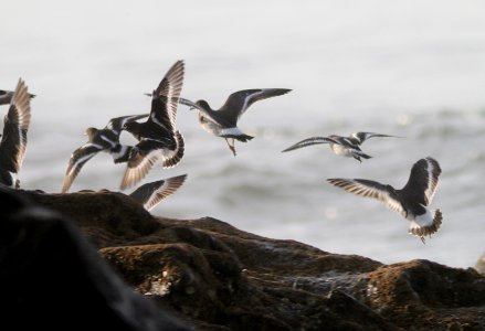 SURFBIRD (11-5-09) with blk turnstones, in flight, northpoint, morro bay, slo co, ca -02