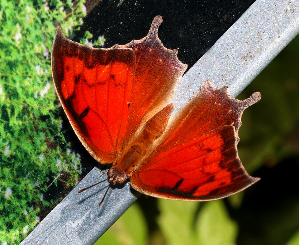 LEAFWING, TROPICAL (Anaea aidea) (10-30-2020) the butterfly center, mission, hidalgo co, tx -11