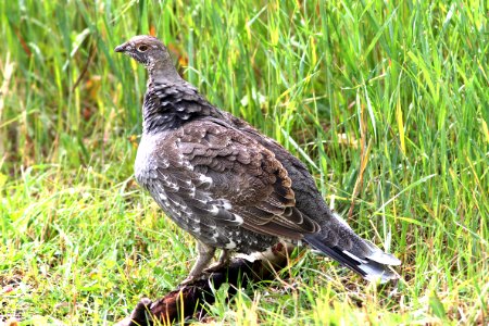 084 - DUSKY GROUSE (8-23-12) uncompahgre nat for, gunnison co, co (4) photo