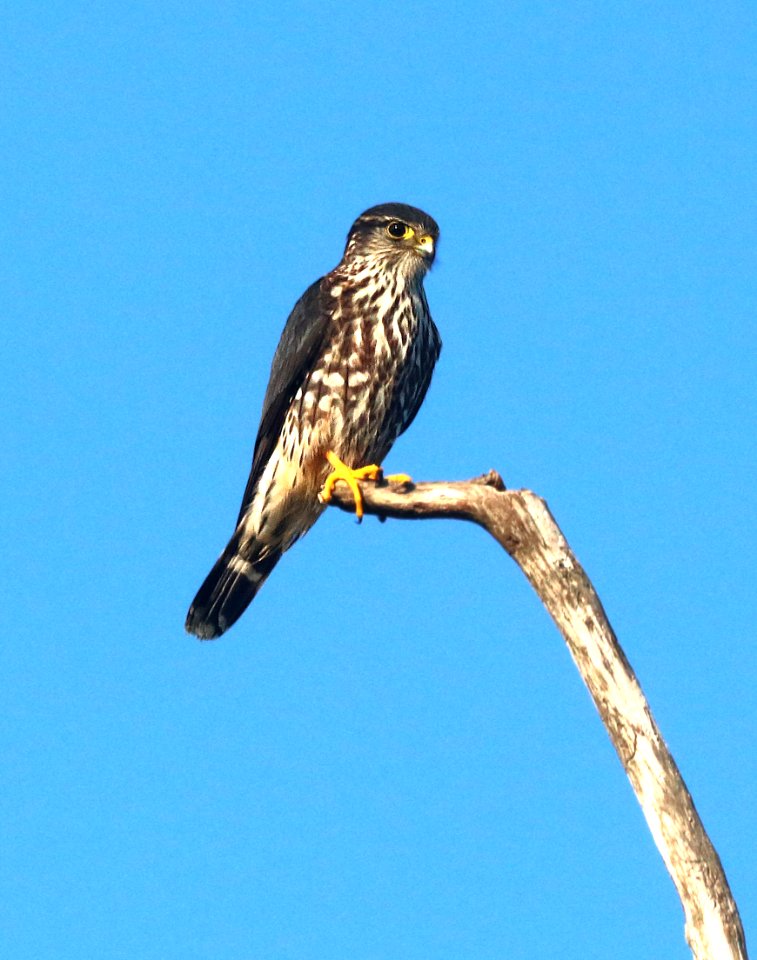 551 - MERLIN (1-8-2020) everglades national park, miami-dade co, fl -02