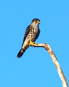 551 - MERLIN (1-8-2020) everglades national park, miami-dade co, fl -02