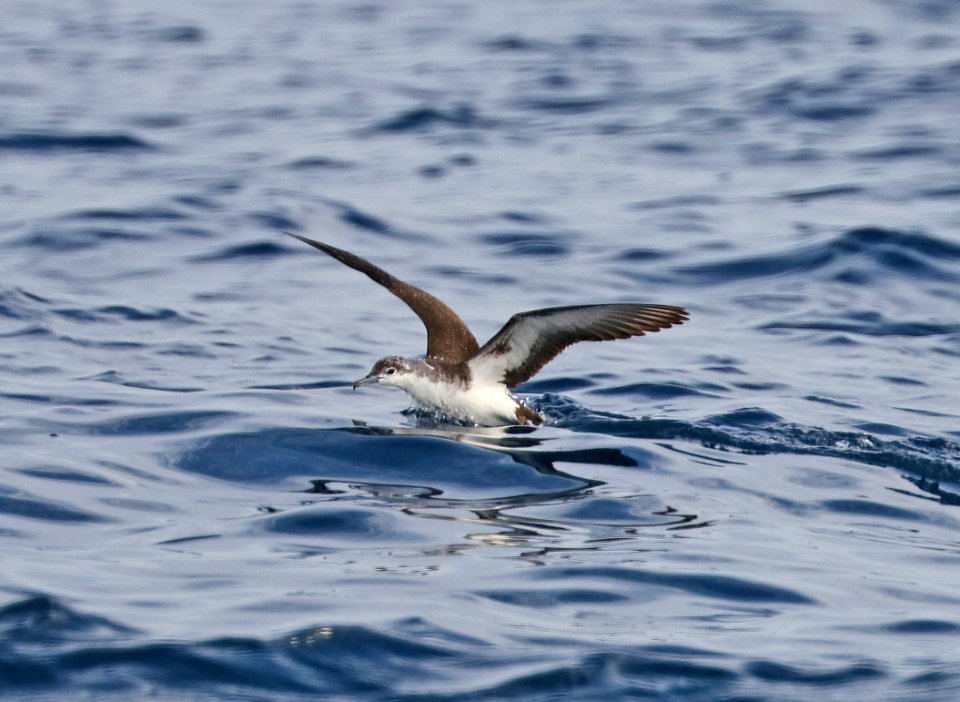 139 - AUDUBON'S SHEARWATER (5-31-2017) off hatteras, dare co, nc (1)