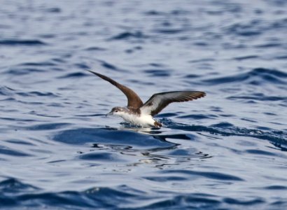 139 - AUDUBON'S SHEARWATER (5-31-2017) off hatteras, dare co, nc (1)