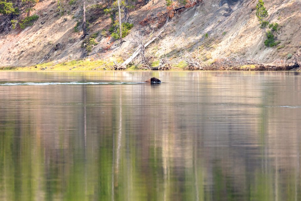 Bison fording the Yellowstone River