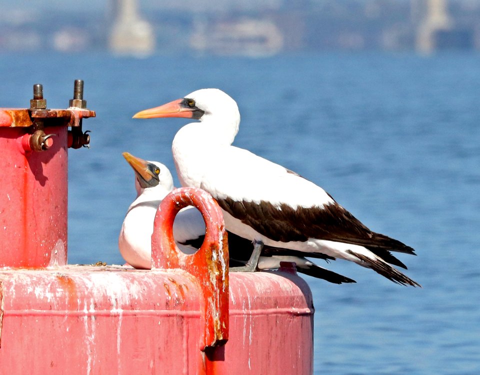 163.5 - NAZCA BOOBY (3-9-2018) south coronado bay, san diego co, ca -21