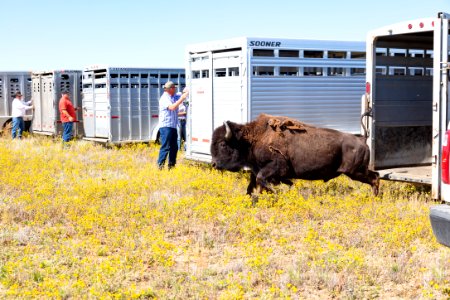 First Yellowstone bison out of the trailer at Ft. Peck Indian Reservation (2) photo