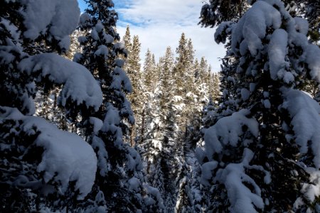 Looking through the trees on the Lost Lake Ski Trail