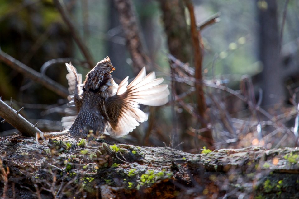 Ruffed grouse photo