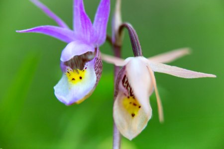 Fairy slipper orchid (Calypso bulbosa) photo
