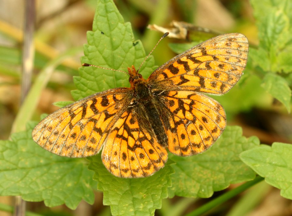 FRITILLARY, RELICT (Boloria kriemhild) (7-26-20190 7000 ft, cottonwood lake east of smoot, bridger-teton nat for, lincoln co, wy -02