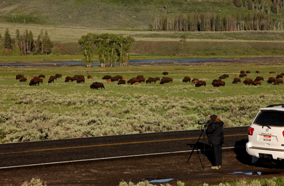 Visitor watching bison in Lamar Valley