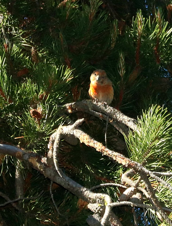 965.5 - CASSIA CROSSBILL (6-30-2018) trail n-w from upper penstamon c g, cassia co, id -12 male