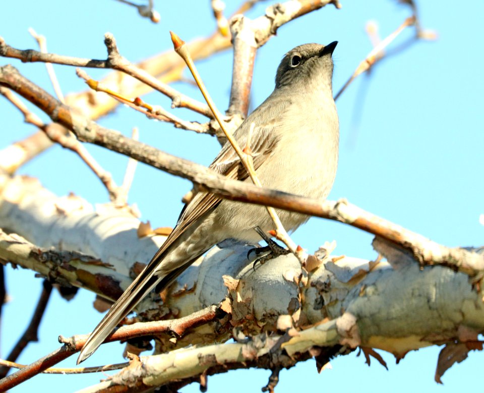 737 - TOWNSEND'S SOLITAIRE (2-2012019) proctor trail, madera canyon, pima co, az -01