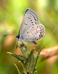 TAILED-BLUE, EASTERN (Everes comyritas) (6-11-2017) blue ridge parkway, avery co, nc (2)