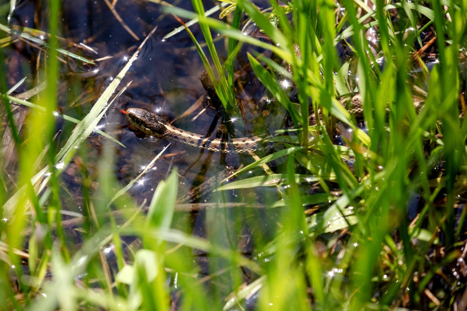 Wandering garter snake (Thamnophis elegans vagrans)
