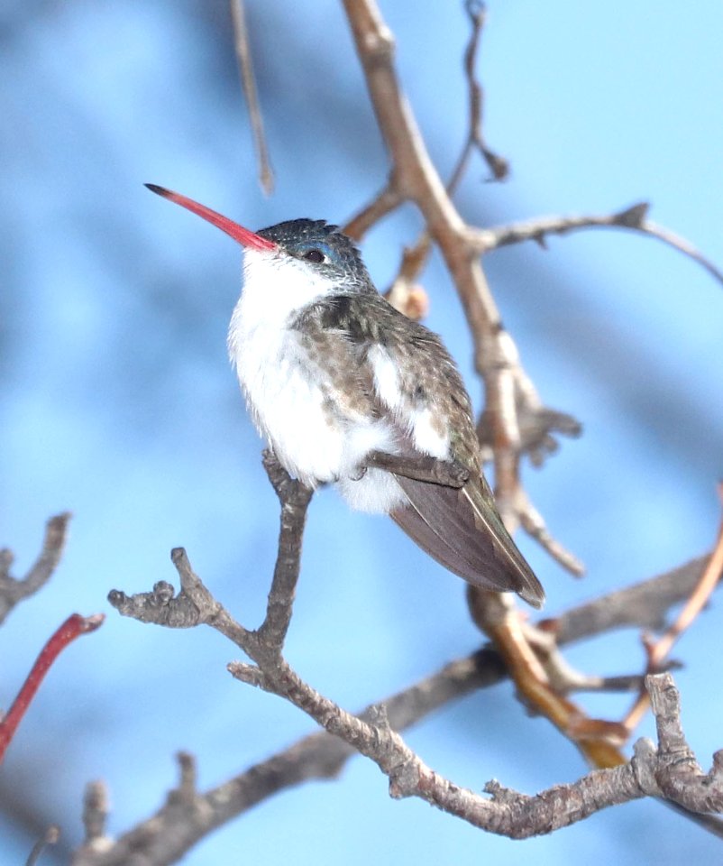 511 - VIOLET-CROWNED HUMMINGBIRD (3-2-2018) paton's, patagonia, santa cruz co, az -02