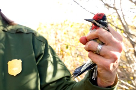Yellowstone Bird Program (13): Biological Science Technician Mary Beth Albrechtsen holds a red-naped sap sucker after removing it from the net