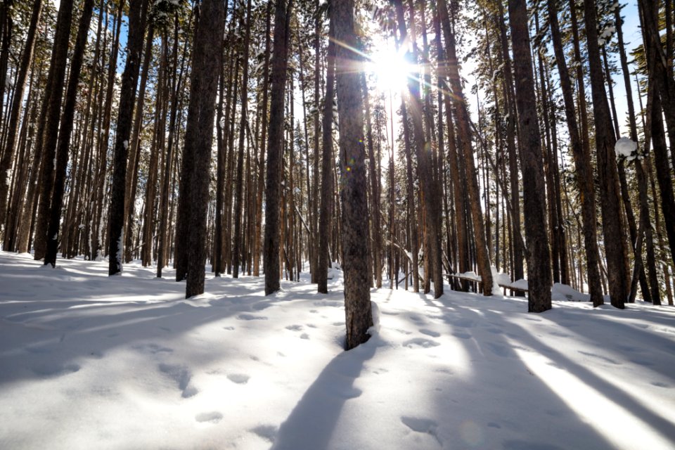 Sunny afternoon in the lodgepoles