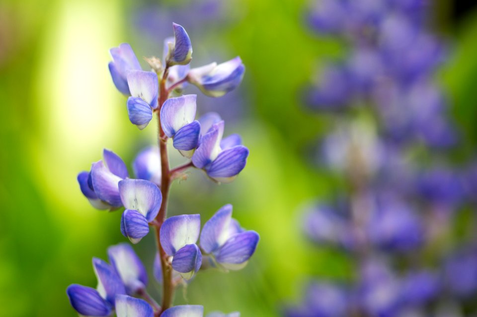 Silver lupine (Lupinus argenteus)