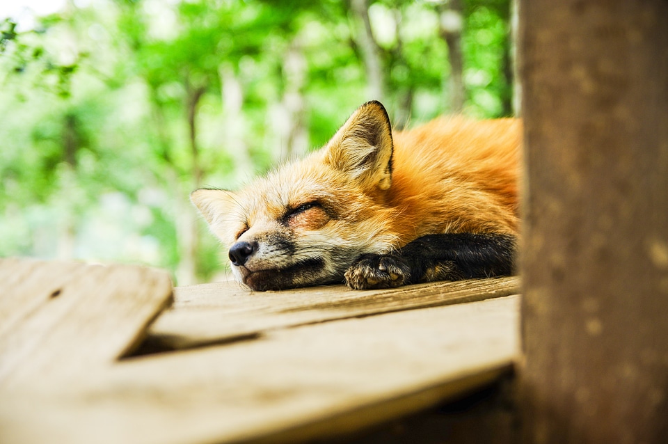 Sleep sleeping cute