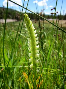 Hooded Lady's Tresses
