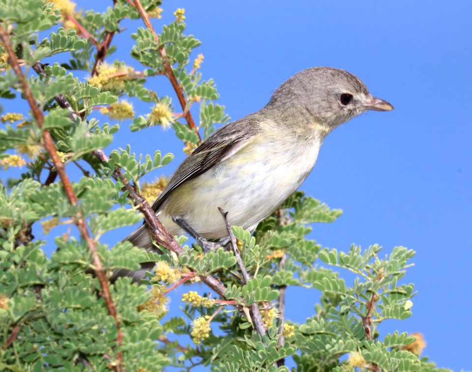 620 - BELL'S VIREO (5-12-2016) patagonia lake, santa cruz co, az -01