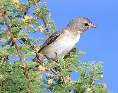 620 - BELL'S VIREO (5-12-2016) patagonia lake, santa cruz co, az -01