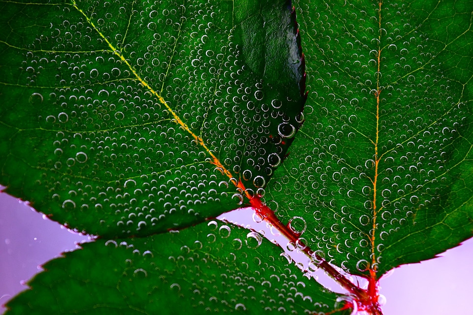 Drop of water green macro