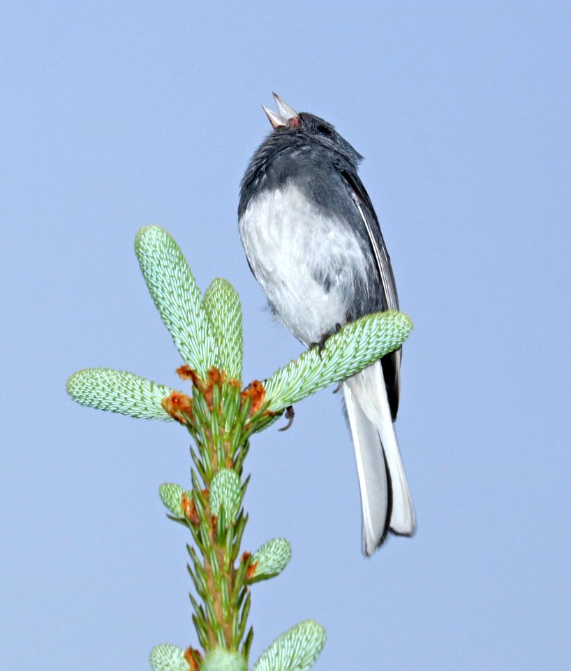 899 - DARK-EYED JUNCO (6-13-2017) slate-colored, mount mitchell, mcdowell co, nc -02