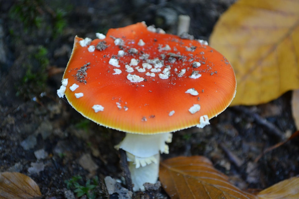 Autumn nature forest