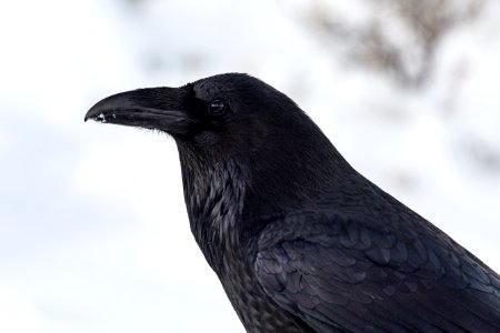 Profile of a raven