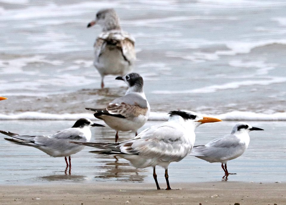 389 - FORSTER'S TERN (11-7-2016) boca chica beach, cameron co, tx -01