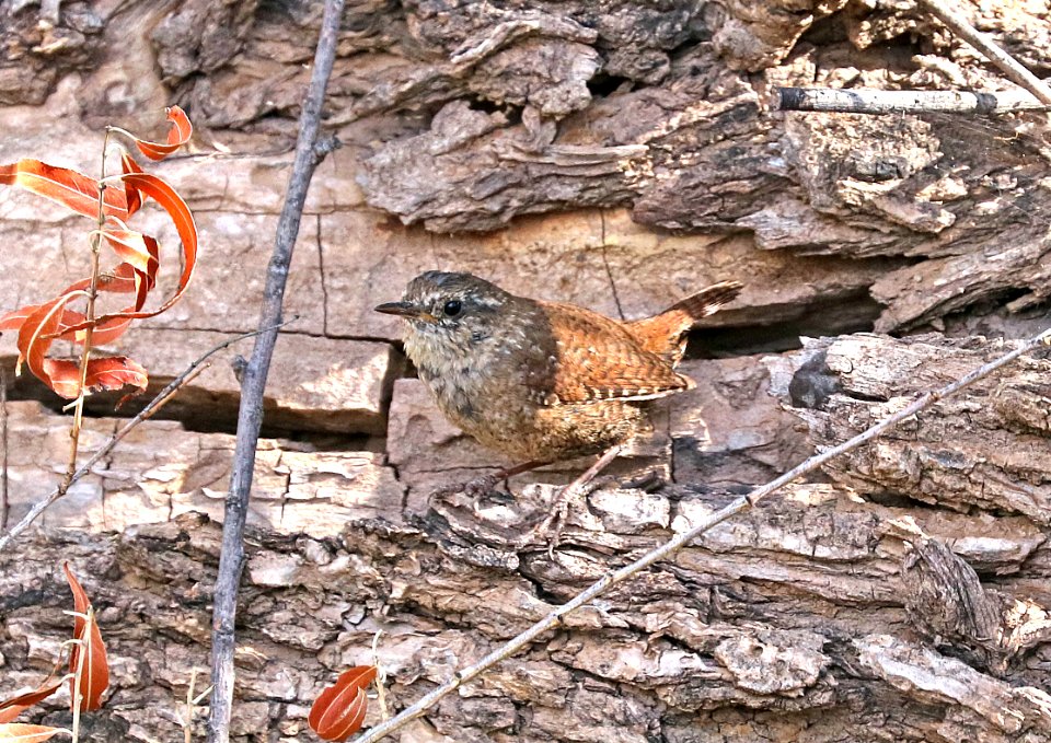 694 - WINTER WREN (2-12-2017) patagonia lake, santa cruz co, az -03