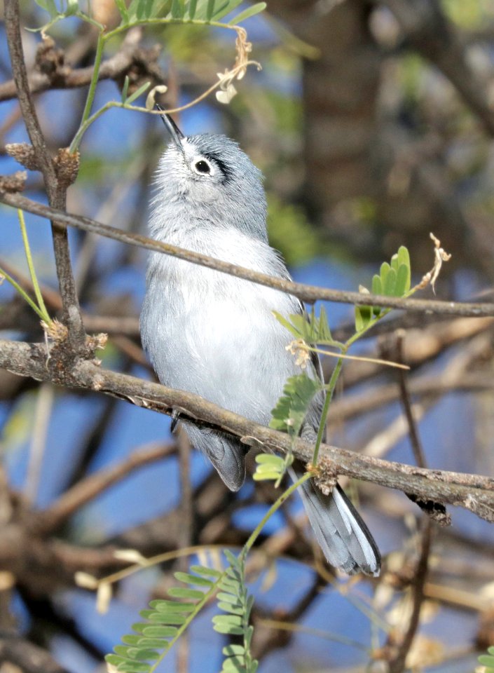 704 - BLACK-CAPPED GNATCATCHER (1-26-2016) just west of fourth wash, patagonia lake, santa cruz co, az -02 male