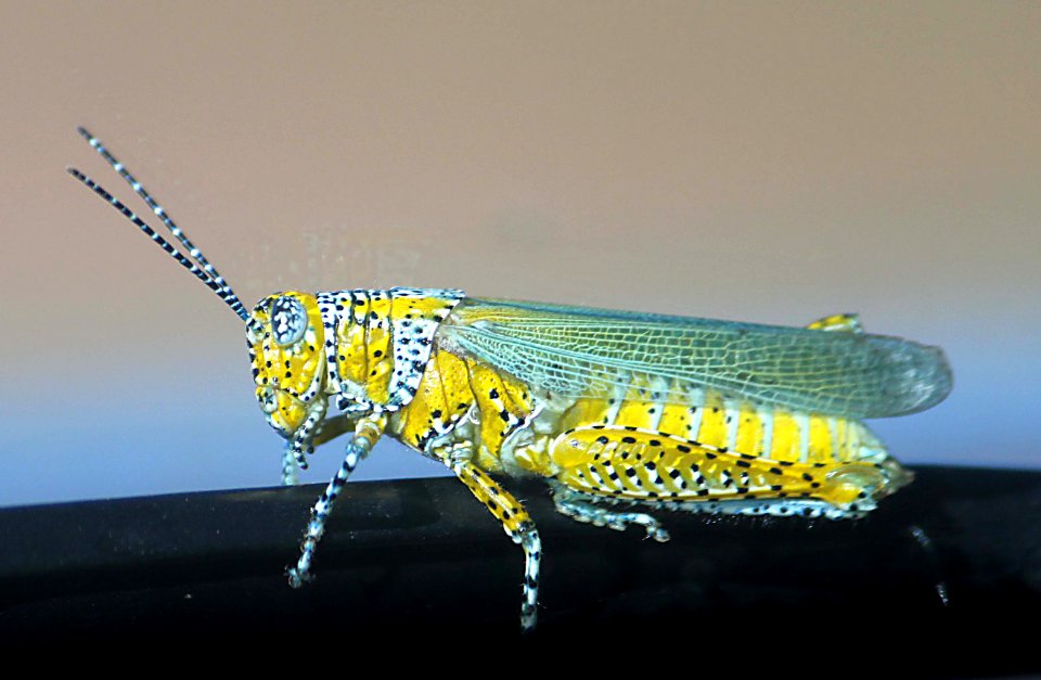 GRASSHOPPER (Poecilotettix pantherinus) (10-10-10) san rafael grasslands, scc, az -01