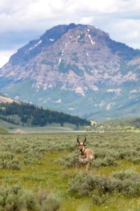 Pronghorn feeding in Lamar Valley with Abiathar Peak in the distance