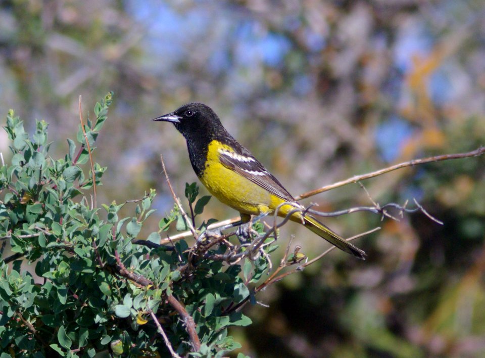 ORIOLE, SCOTT'S (5-10-09) caliente ridge, carrizo -03