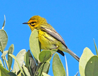 837 - PRAIRIE WARBLER (3-4-13) everglades national park, monroe co, fl  (5)