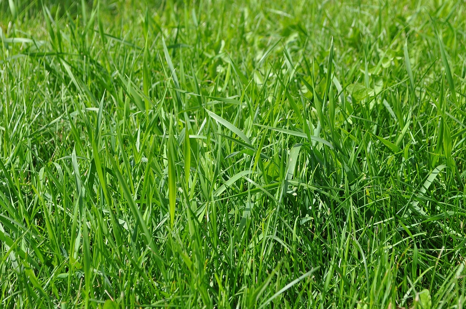 Field plant summer