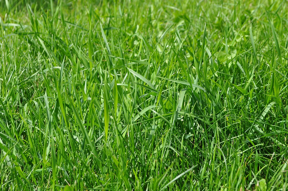 Field plant summer photo