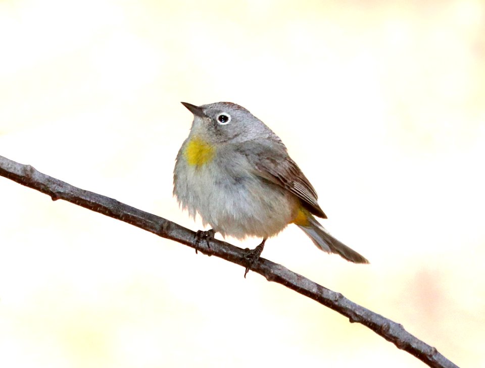 810 - VIRGINIA'S WARBLER (4-25-2021) spring above reef campground, huachuca mts, cochise co, az -01