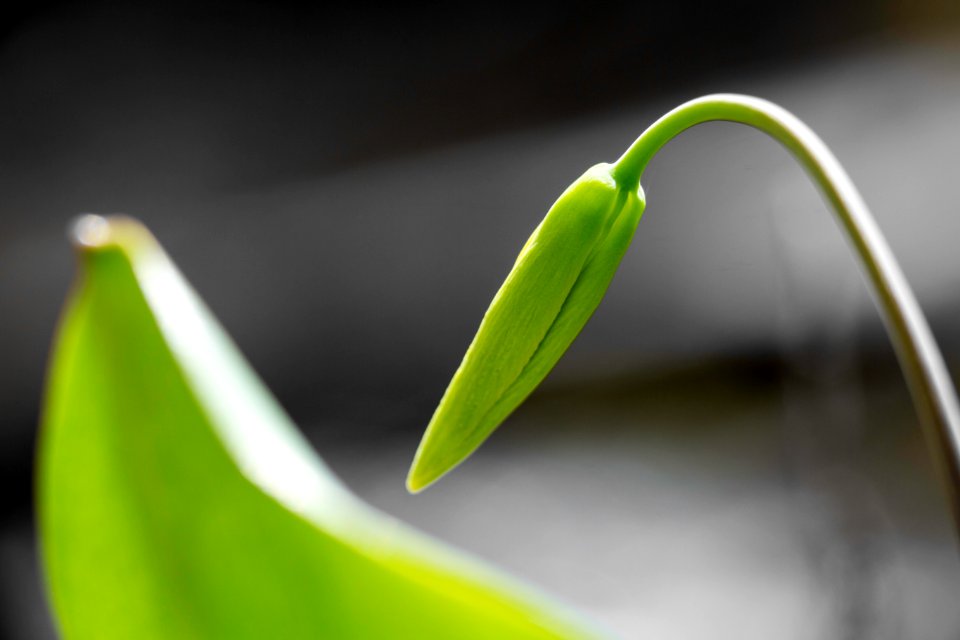 Erythronium grandiflorum (glacier lily)