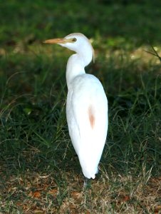 CATTLE EGRET (8-27-2017) keehi beach park, honolulu, oahu, hawaii -01