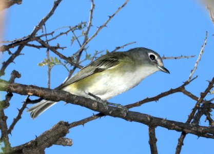 625 - CASSIN'S VIREO (3-19-2017) patagonia lake, santa cruz co, az -01