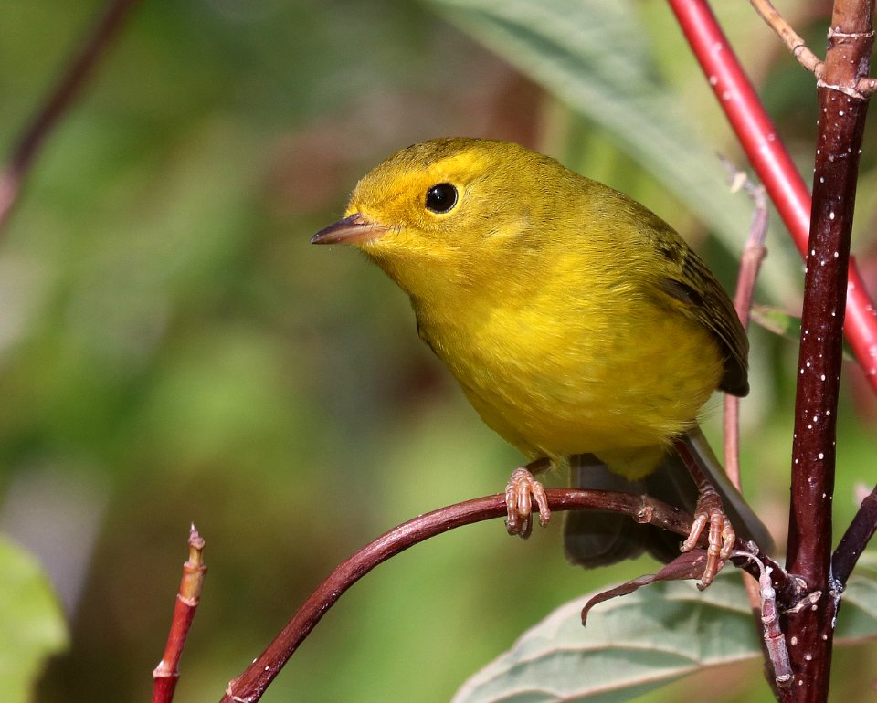 848 - WILSON'S WARBLER (9-19-2020) little colorado river, west of eagar, apache co, az -07